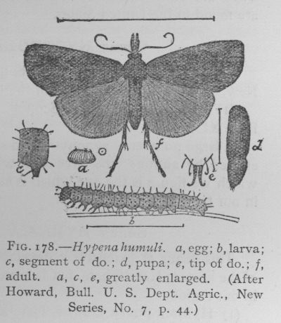 Hypena Humuli (detail)
