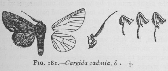 Cargida Cadmia (detail)