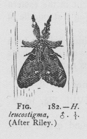 Hemerocampa Vetusta (detail)