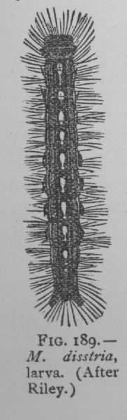 Malacosoma Americana (detail)