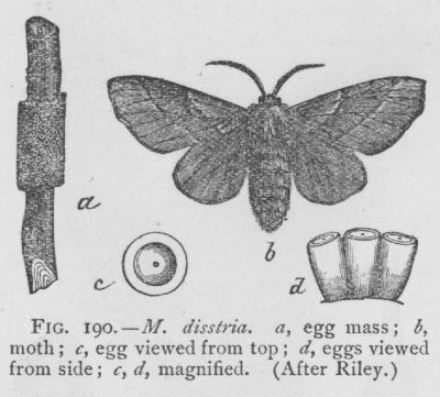 Malacosoma Californica (detail)