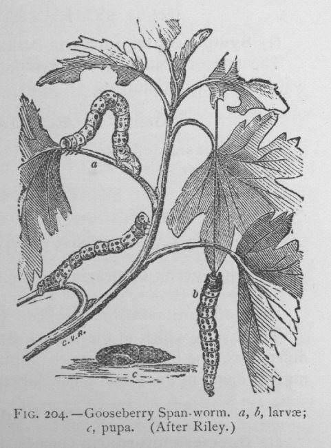 Cymatophora Inceptaria (detail)