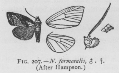 Nigetia Formosalis (detail)