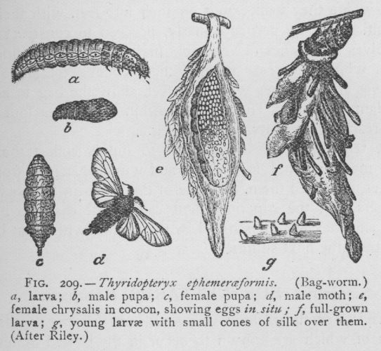 Thyridopteryx Ephemeraeformis (detail)