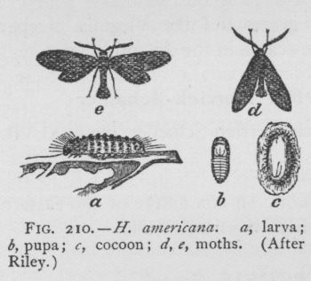 Harrisina Americana (detail)