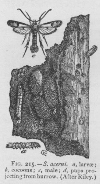 Synanthedon Rileyana (detail)