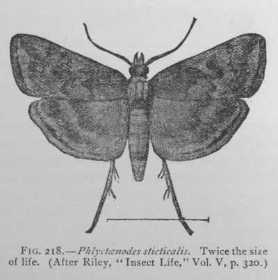 Phlyctaenodes Triumphalis (detail)