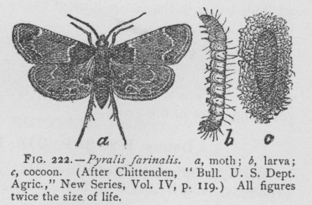 Pleonectyptera Pyralis (detail)