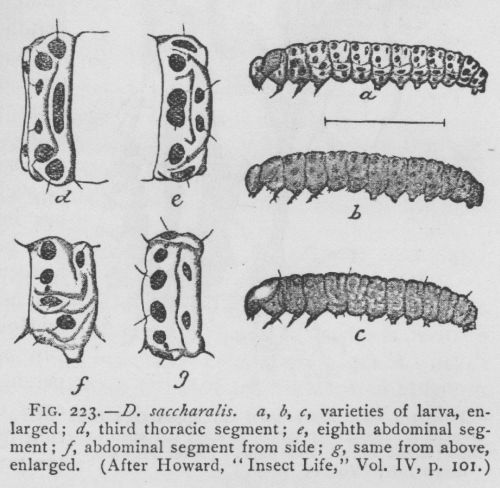 Larger Corn-stalk Borer (detail)