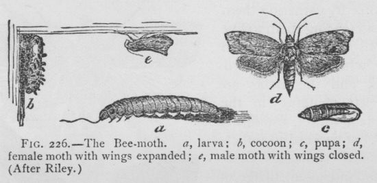 Bee-moth (detail)