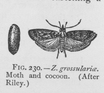 Gooseberry Fruit-worm (detail)