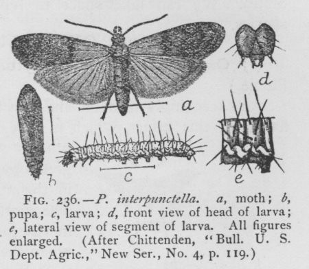 Indian-meal Moth (detail)