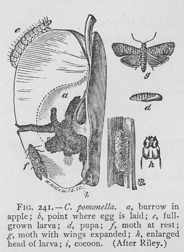 Coddling-moth (detail)
