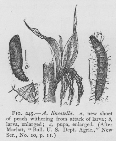 Peach-twig Borer (detail)
