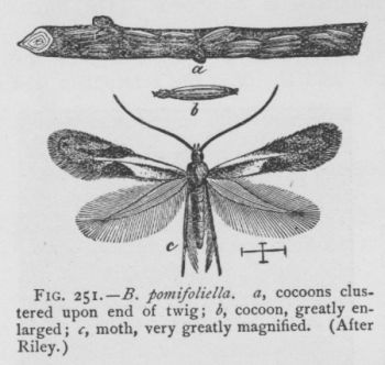 Apple-leaf Bucculatrix (detail)