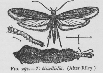 Clothes-moth (detail)