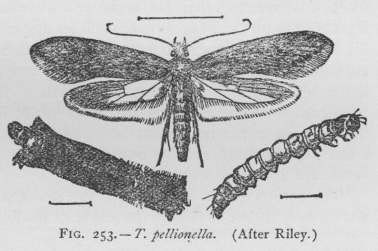Fur-moth (detail)