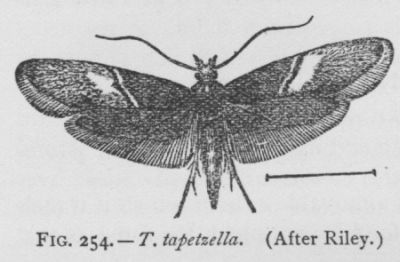 Carpet-moth (detail)