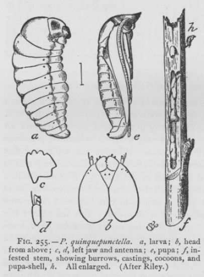 Bogus Yucca Moth (detail)