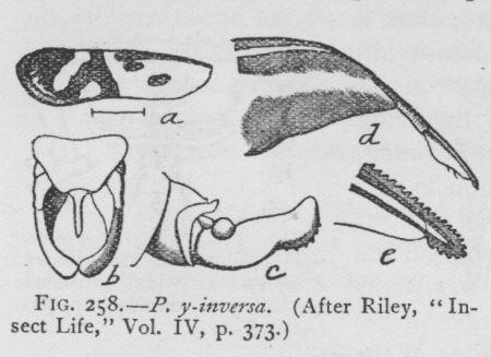 Prodoxus Reticulata (detail)