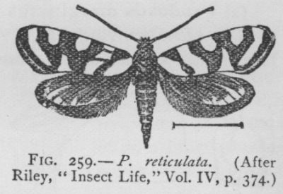 Prodoxus Coloradensis (detail)