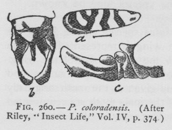 Prodoxus Cinereus (detail)