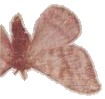 Alinda Moth — Plate VIII, Fig. 12