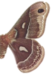 Columbian Silk-moth — Plate VIII, Fig. 8