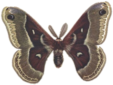 Glover's Silk-moth — Plate XII, Fig. 4
