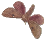 Honey-locust Moth — Plate X, Fig. 5