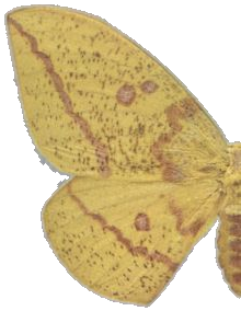 Imperial Moth — Plate X, Fig. 2