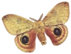 Io Moth — Plate IX, Fig. 4