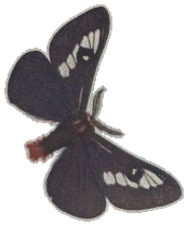 Juno Moth — Plate XII, Fig. 8