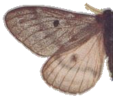 Pandora Moth — Plate X, Fig. 8
