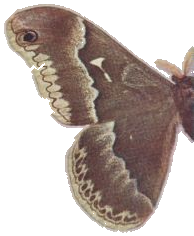 Tulip-tree Silk-moth — Plate VIII, Fig. 3