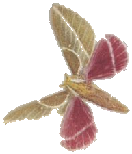 White-lined Syssphinx — Plate X, Fig. 7