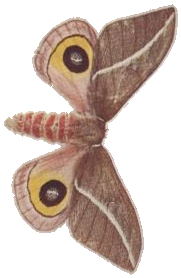 Zephyr Silk-moth — Plate VIII, Fig. 5