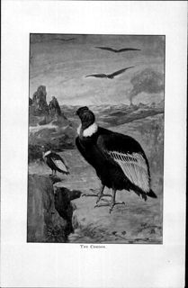 A Book Of Natural History