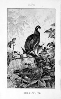 Birds of Eastern North America