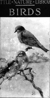 Birds Worth Knowing (Blanchan)