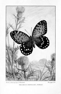 Butterflies Worth Knowing (Weed)