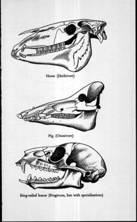 Systematic Dictionary of Mammals of the World