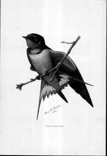 The Second Book of Birds