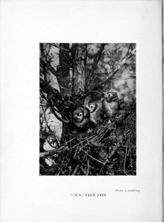 Wild Birds in Their Home